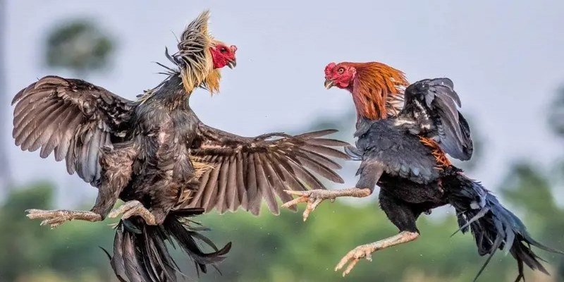 Đá gà 58Win dần trở thành lựa chọn hàng đầu của người chơi thích sự kịch tính